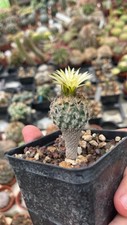 Turbinicarpus krainzianus var