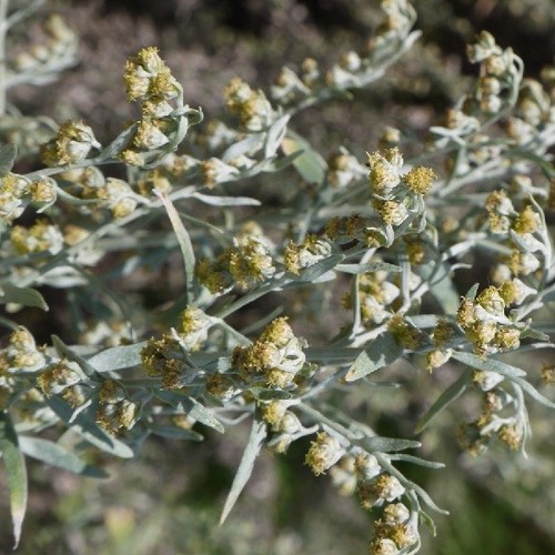 Wormwood 100 seeds artemisia - 100,