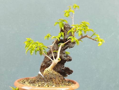Bonsai bouganvillea 40x20cm - bouganvillea,