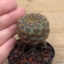 Sulcorebutia rauschii golden