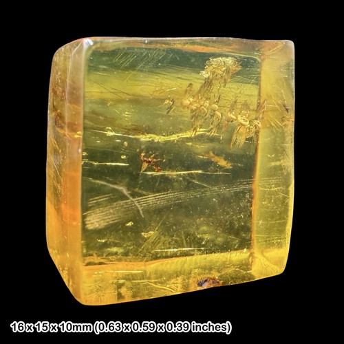 Rare mexican amber fossil - rare,