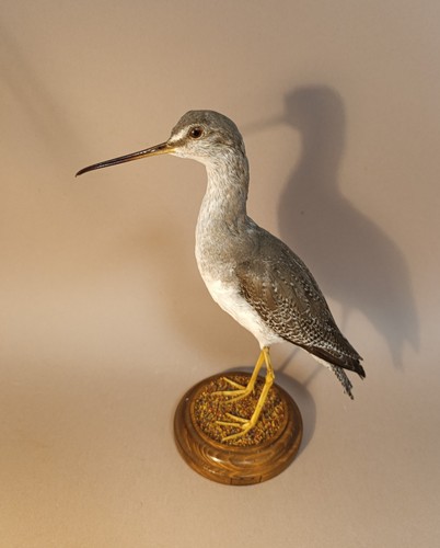 Taxidermy cabinet de - taxidermy,,