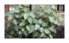 50x Ficus religiosa fico pippala albero del terreno piante da giardino - semi ID109