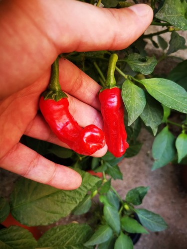 Semi peter pepper red - peter,