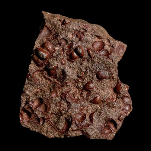 Placca mortalità trilobite
