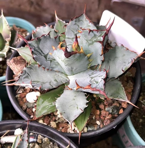 Vendita rara pianta cactus - rara,