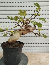 pre bonsai di ficus carica
