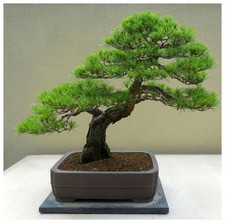 10 semi di Pinus densiflora