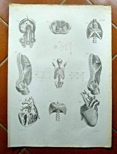 Disegno antico anatomia - disegno,