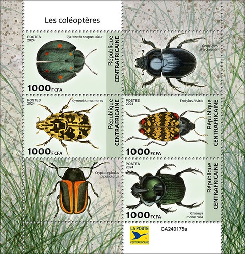 Coleotteri
