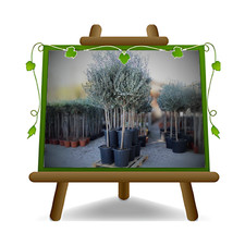 Olivi Ascolana Olivo da Tavola