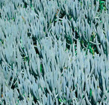Senecio Mandraliscae - Matite di gesso blu