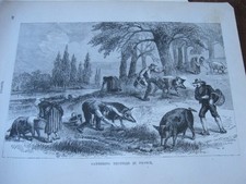 1893 ART PRINT Engraving -