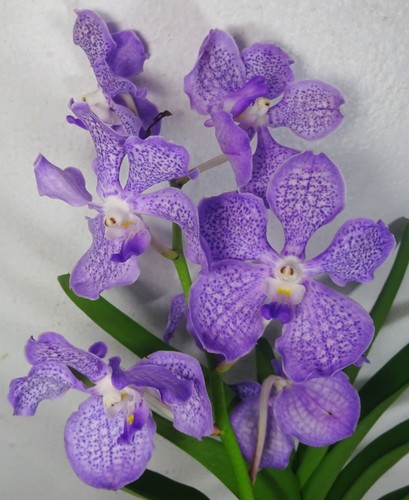 Vanda coerulea pianta - vanda, coerulea,