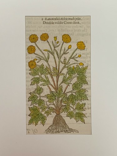 Gerard erbario mattioli - gerard,