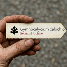 Gymnocalycium calochlorum
