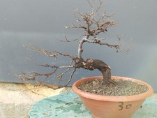 Bonsai Olmo Campestre In Vaso