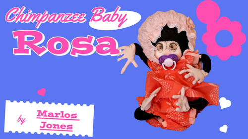 Scimpanzé baby monkey - baby,