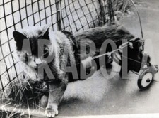 Foto Vintage Animali Domestici Gatti dal veterinario stampa 12x20 cm