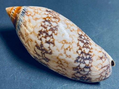 Voluta amoria damoni - voluta,