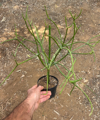 Euphorbia tirucalli - euphorbia,