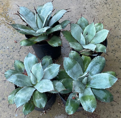 Agave parry subsp truncata - agave, truncata,