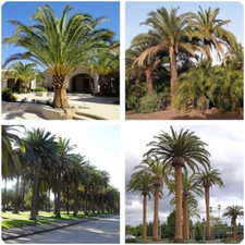Semi di Phoenix canariensis