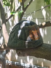 Bustina Regia Aeronautica