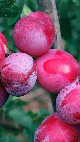 Pianta susino sangue di - pianta,