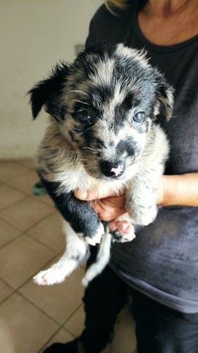 Cuccioli pastore apuano - di,