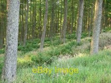 Photo 6x4 Larch wood