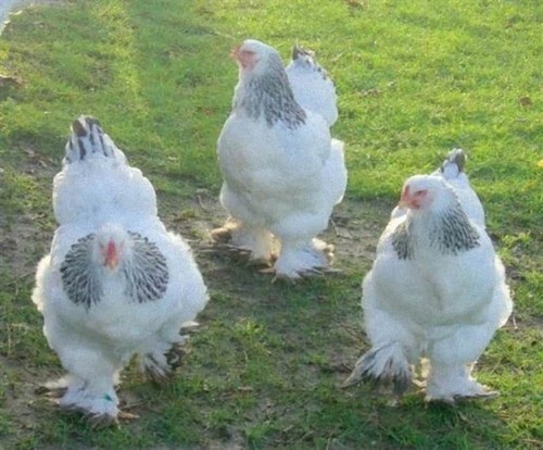 Uova feconde brahma - di,