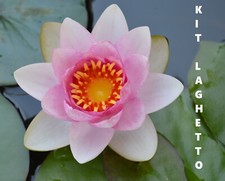 3 Piante Tinozza Laghetto: Ninfea sfumata + Nymphoides Peltata + Myrio (No semi)