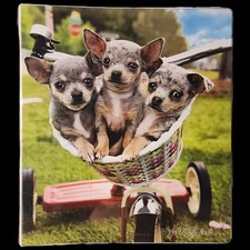 Raccoglitore Chihuahua