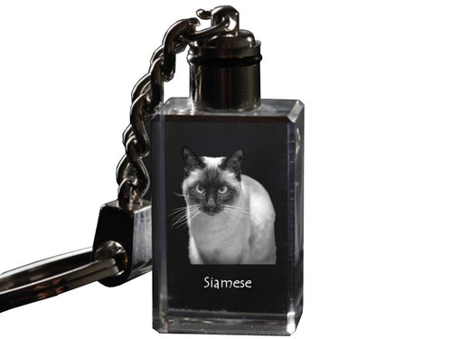 Siam orologio con - siam, gatto