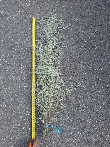 Tillandsia usneoides 70 cm - usneoides, +/-