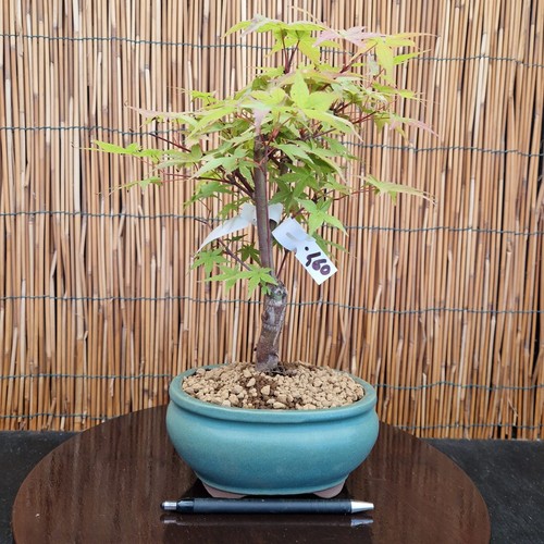 Bonsai acero deshojo - acero, 32cm