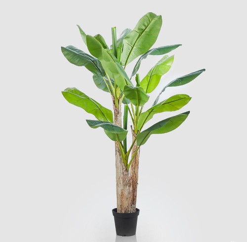Maxi pianta verde banano - pianta, di