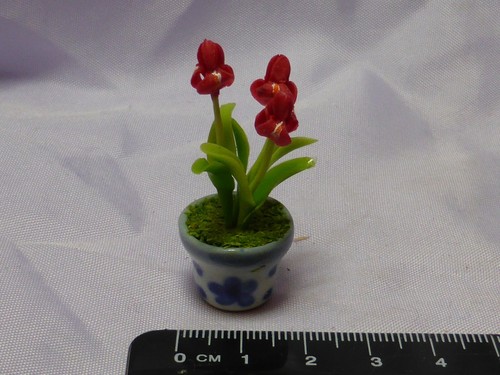 Fiori iris scala 12 in - fiori,