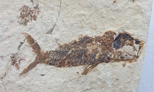 Splendido pesce fossile - ,