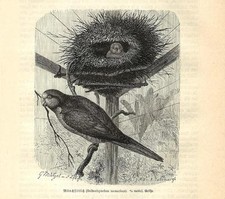 Stampa antica UCCELLO PAPPAGALLO PARROCCHETTO MONACO 1891 Old Antique print