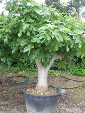 Fico comune "Ficus carica"
