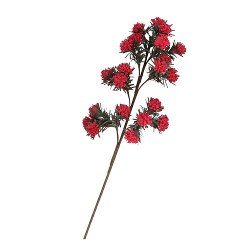 Rituali domestici ginepro - rituali,