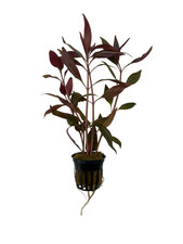 Alternanthera Lilacina Pianta