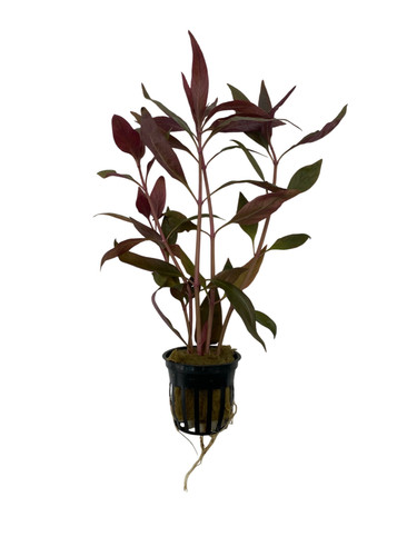 Alternanthera lilacina pianta - lilacina,
