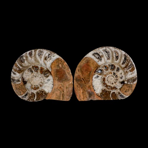 Ammonite fossile goniatite - fossile,