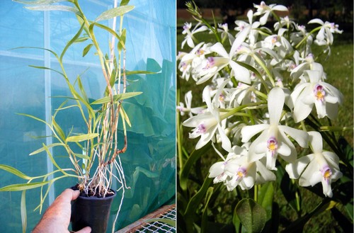 Epidendrum patens orchidea - epidendrum, patens,
