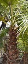 Palma Washingtonia altezza 3 metri