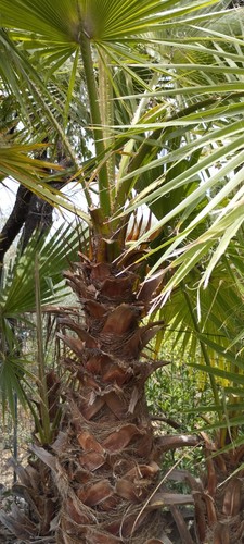 Palma washingtonia altezza - washingtonia,