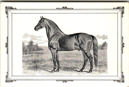 Cleveland bay horse - bay, cartolina